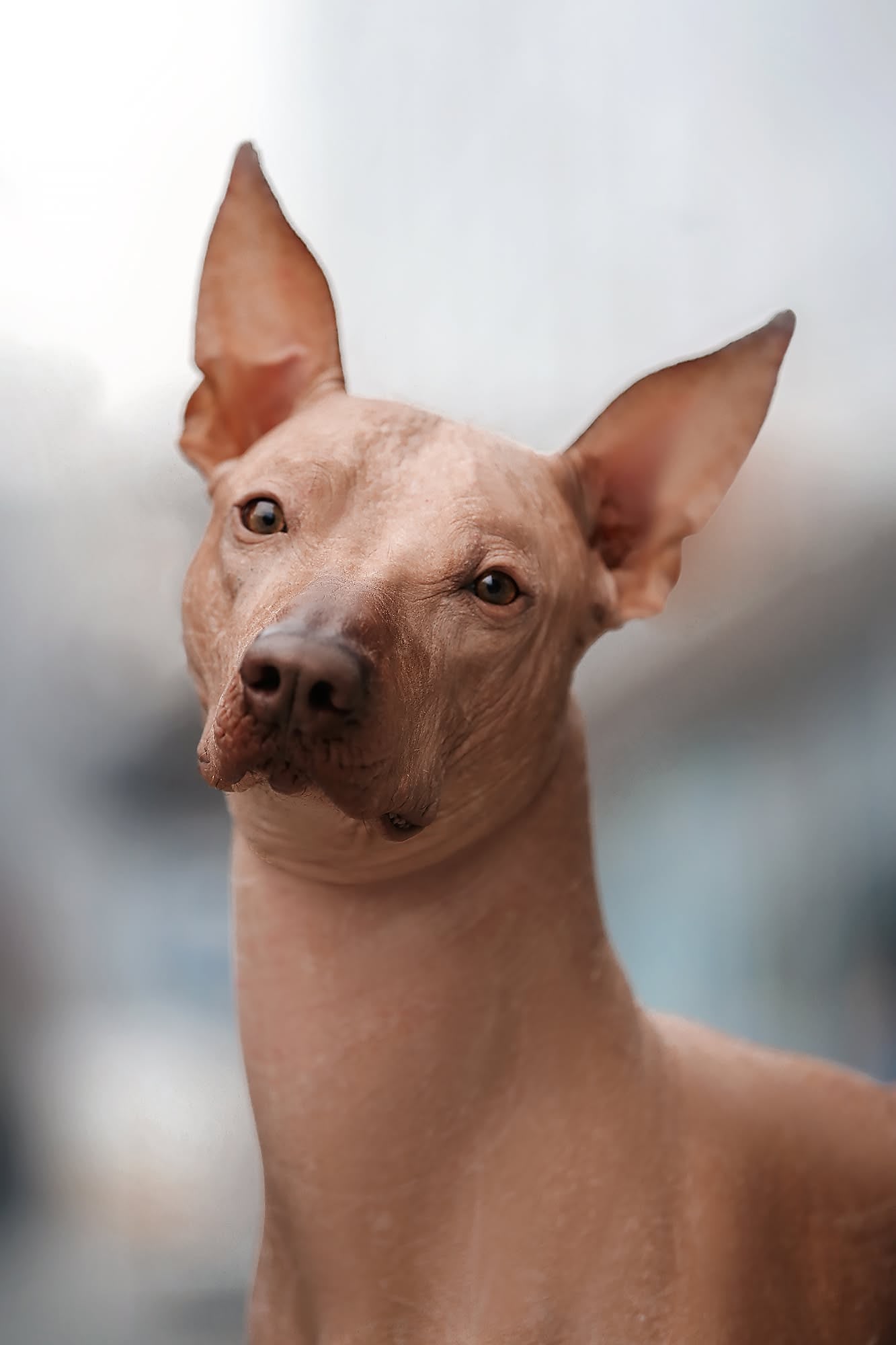 Perro sin Pelo del Perú Grande – Porträt eines großen haarlosen Perus