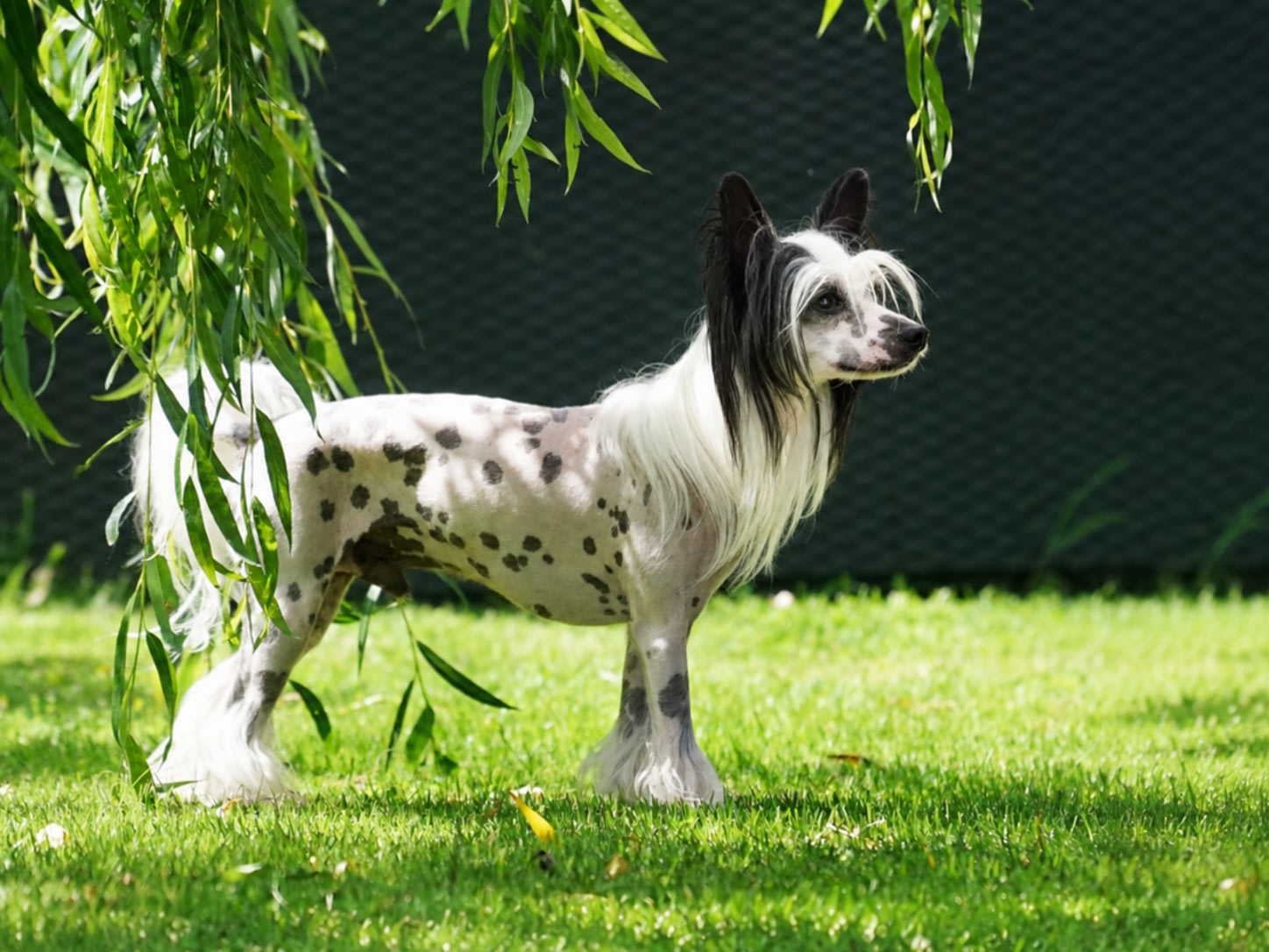 Chinese Crested Dog – Hairless