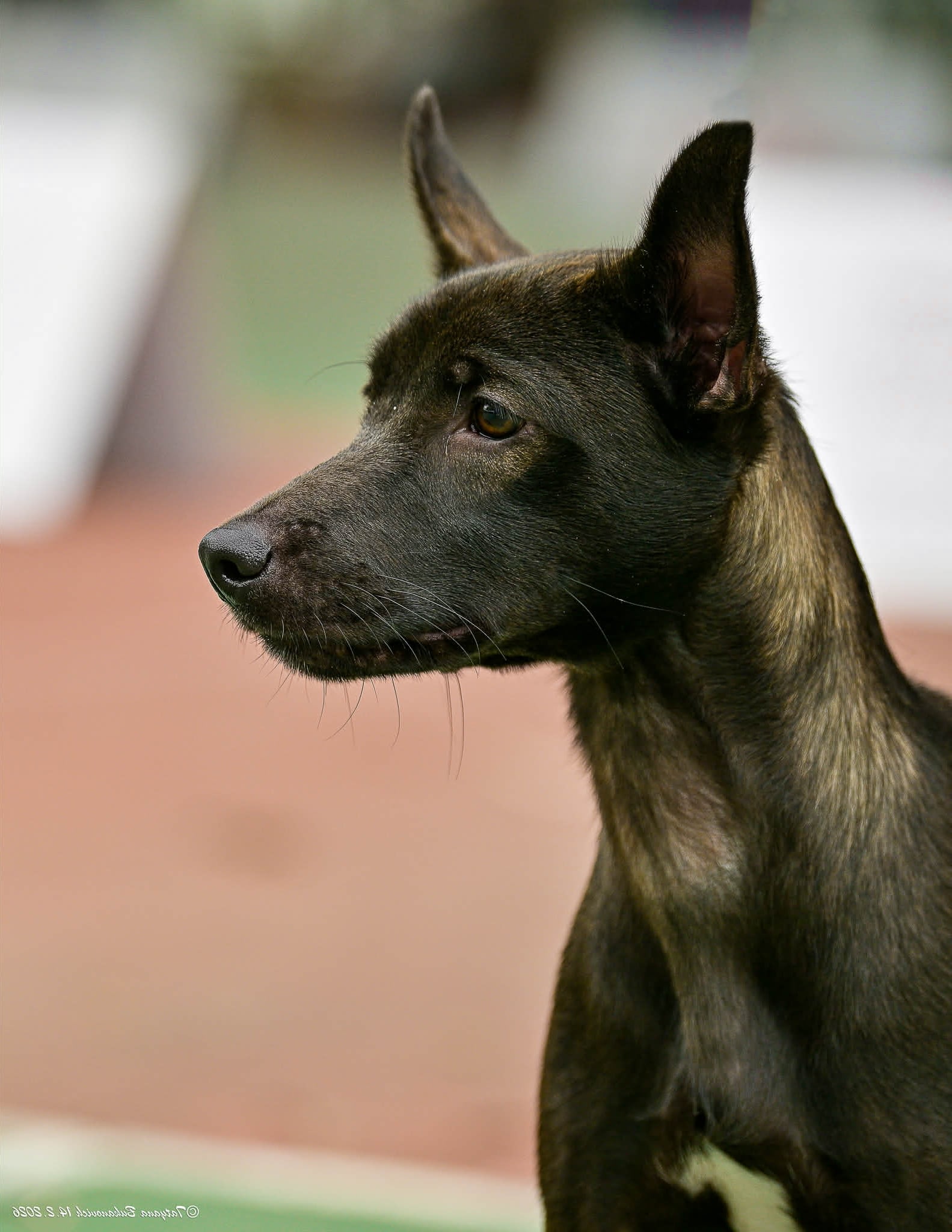 Perro sin Pelo del Perú Medium coated – mittelgroße, behaarte Variante im Profil
