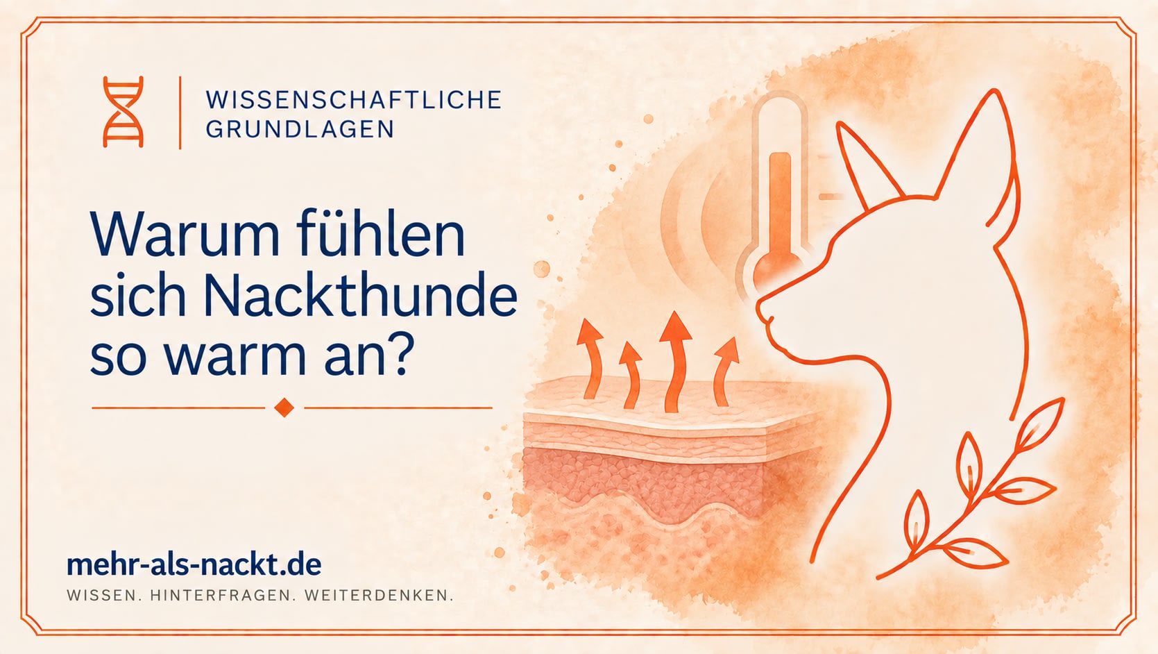 Warum sich Nackthunde warm anfühlen – Körpertemperatur und Wärmeübertragung erklärt