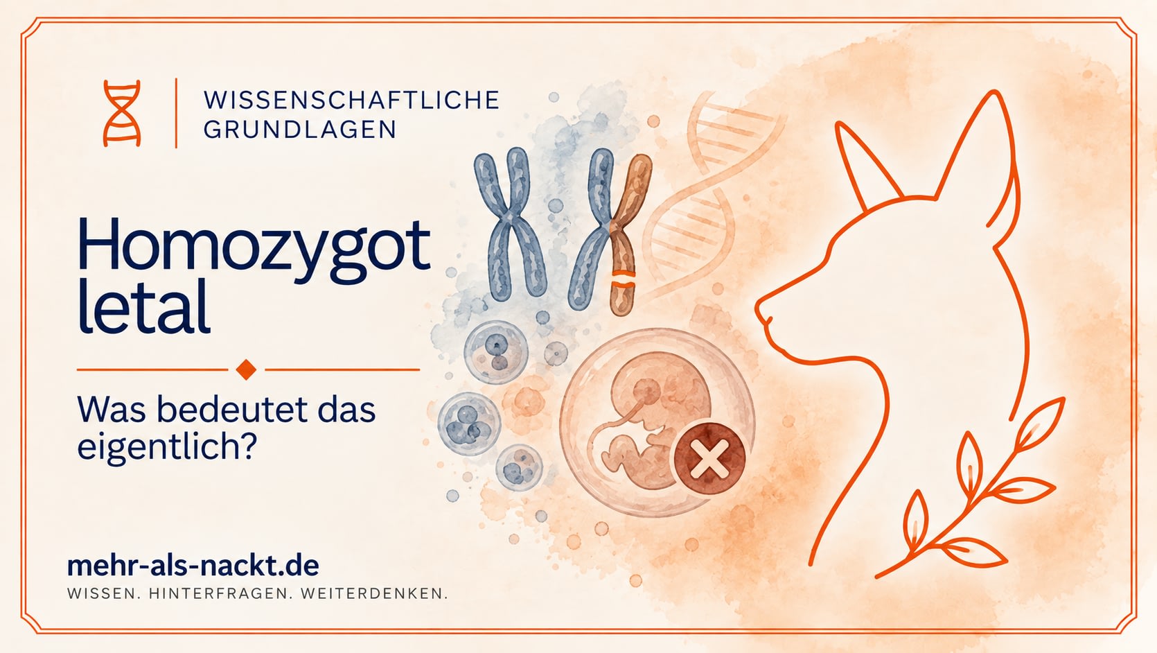 Illustration zur homozygot letalen FOXI3-Vererbung bei Nackthunden mit Embryo, Chromosomen und DNA
