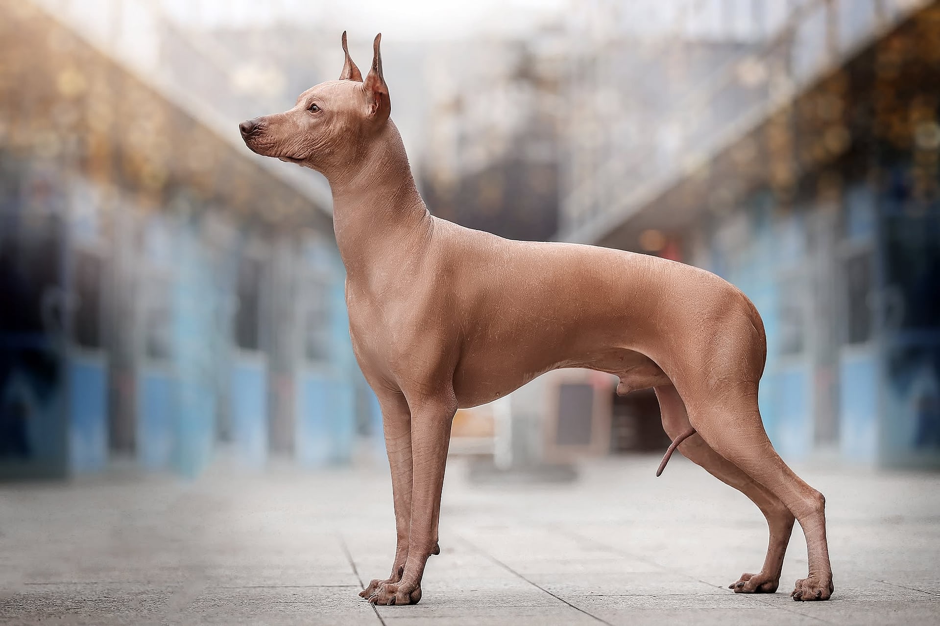 Perro sin Pelo del Perú Grande – große Größenvarietät des haarlosen Perus im Stand