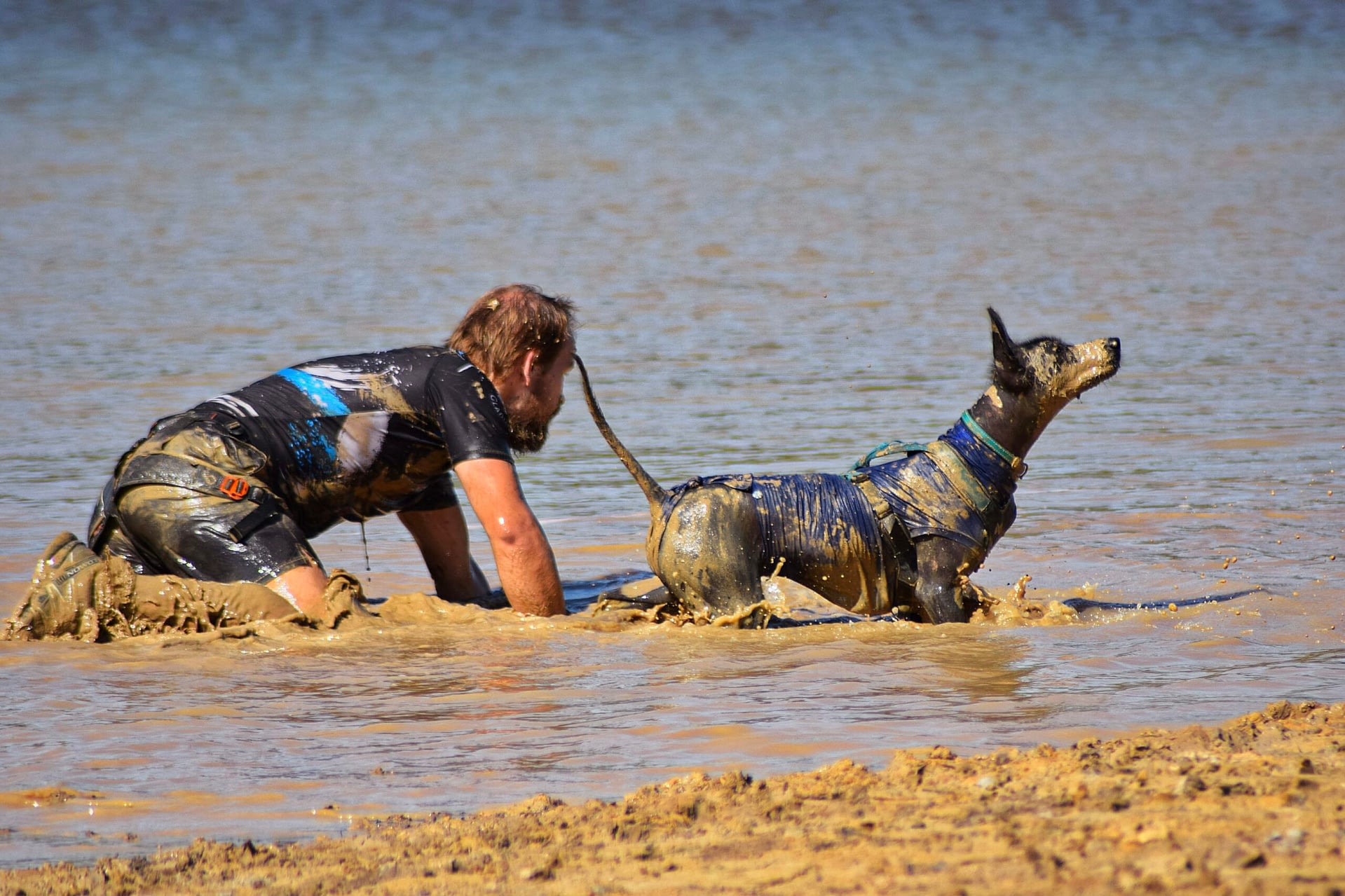 Xoloitzcuintle Grande watet mit seiner Halterin durch Schlamm bei einem Mud Run