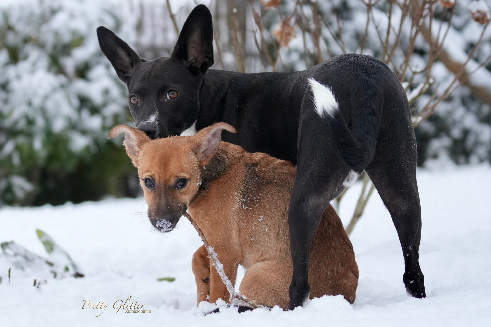 2 behaarte Xoloitzcuintle - Medium - spielen im Schnee