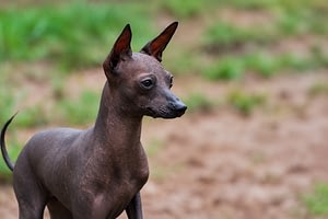 Perro sin Pelo del Perú Mini – kleine Größenvarietät des haarlosen Perus stehend im Freien