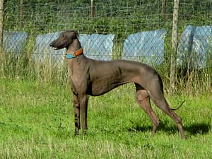 Foto eines nackten Deerhound, fotografiert von Sabine Kersken