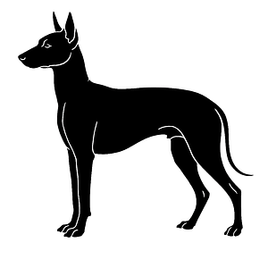 Silhouette eines Perro sin Pelo del Perú