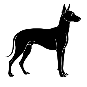 Silhouette eines Perro sin Pelo del Perú